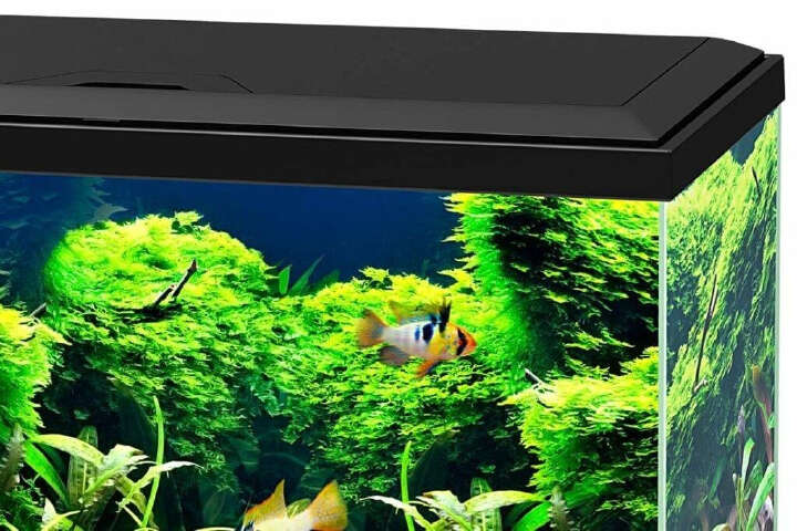 CIANO Aquarium 60